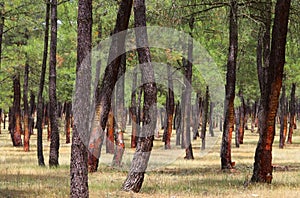 Pine forest resin extraction