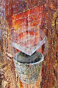 Pine forest resin extraction