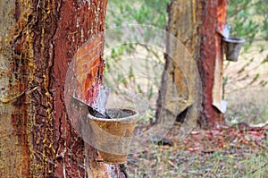 Pine forest resin extraction photo