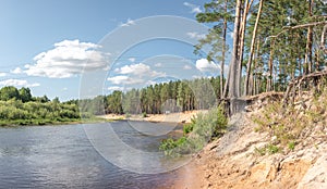 Pine forest on the river bank