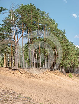 Pine forest on the river bank