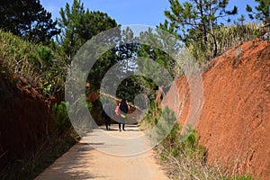 Pine forest with the road throught the forest for travel in Dalat, Vietnam