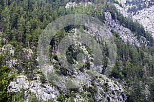 Pine Forest on the Mountain