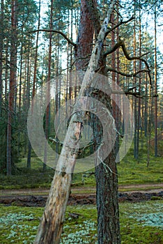 Pine forest In Russia