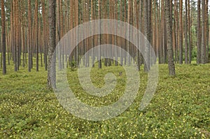 Pine forest. Russia