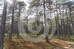 Pine forest at Sandhamn in Sweden photo