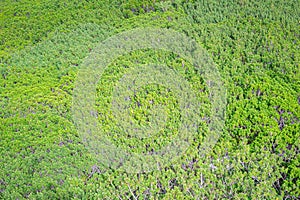 Pine forest seen from above