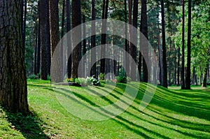 Pine forest with shadows and rays of lights