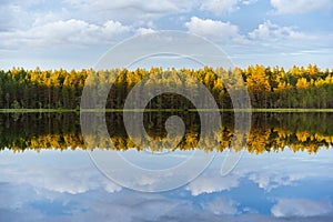 Pine forest on the shores of the lake with symmetrical reflection in the water, against the blue sky.