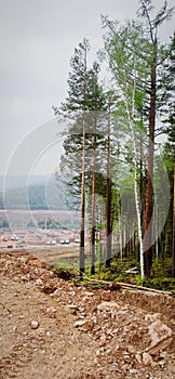 Pine forest in Siberia tall trees cloudy summer day