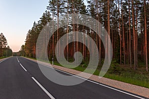 Pine forest on the side of the road in spring photo