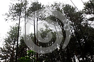 Pine forest silhouette. Silhouette of pine trees in the morning. Bottom view of tall pine trees in Gunung Pancar, Bogor, Indonesia