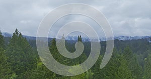 Pine Forest with Sky Covered with Clouds and Fog in the Background an Aerial Wide Panoramic shot