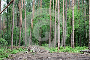 Pine forest, slender tall trees. Deciduous forest. Deforestation. Firewood, logs, cutting branches