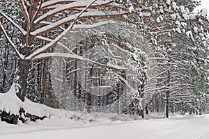 Pine forest in snow