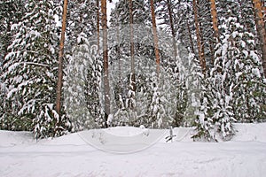 Pine forest in snow