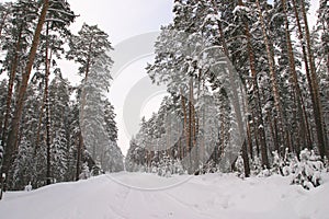 Pine forest in snow