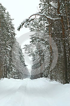 Pine forest in snow