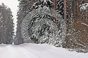 Pine forest in snow