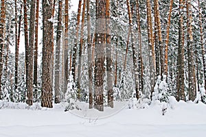 Pine forest in snow