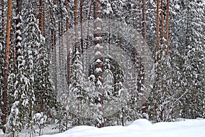 Pine forest in snow