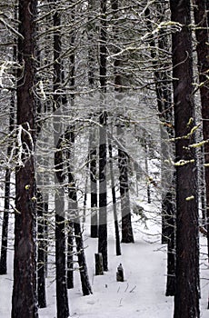 Pine Forest in the Snow