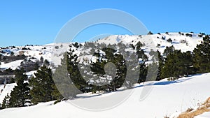 Pine forest in the snow-covered plateau