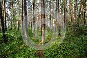 Pine forest of the southern urals