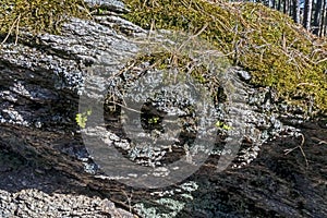 Moss and lichen on stones in autumn pine forest