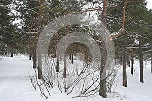 pine forest in spring in the snow in northern Russia