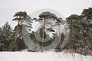 pine forest in spring in the snow in northern Russia