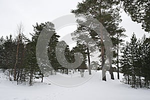 pine forest in spring in the snow in northern Russia