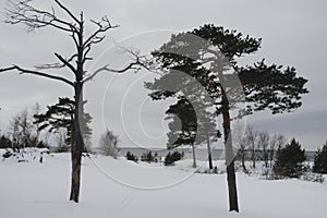 pine forest in spring in the snow in northern Russia