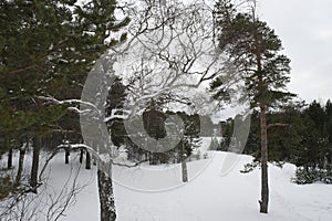 pine forest in spring in the snow in northern Russia