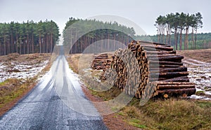 Pine forest, stroma and road