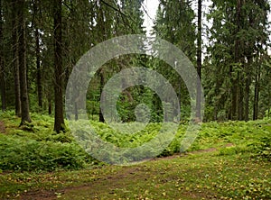 Pine forest at summer day