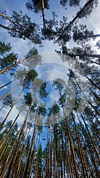 Pine forest on a summer day.