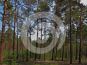 Pine forest on a summer day. Young and adult pine trees