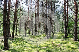 Pine forest sun rays