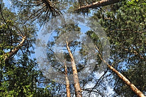 Pine forest in sun rays
