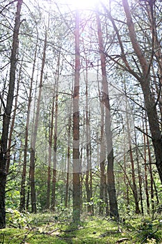 Pine forest sun rays vertical