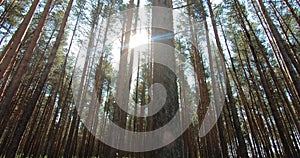 Pine forest. The sun through the tall trunks of pine trees in a green forest.