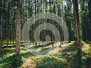 Pine forest with sunlight shining down, Mystical green forest, In thailand, Nature background