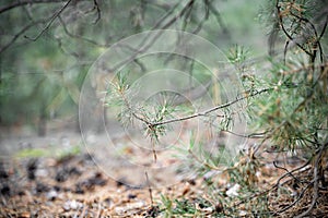 Pine forest in a sunny day. Pine high trees. Close to nature, mental healing with fresh air. Digital detox, unplugged on