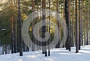 Pine Forest On A Sunny Day In Winter. Tree Shadows In The Snow