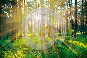 Pine forest on sunrise