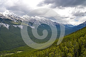 Pine Forest Surrounding Sulphur Mountain