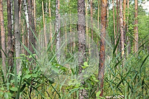 Pine forest. Swamp