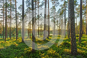 Pine forest in Sweden in morning sunlight and mist in the air