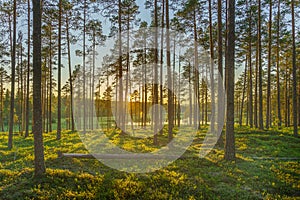 Pine forest in Sweden in sunlight and morning mist